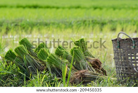Early stage of paddy rice prepared for growing in the field.