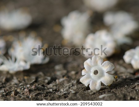 Small white flowers fell down from teak tree on the road.