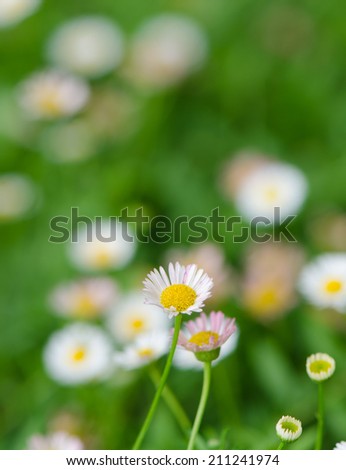 Little daisy flower in the garden, natural background.