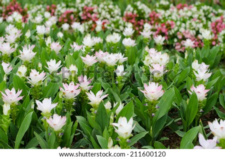 Curcuma alismatifolia, Siam tulip or summer tulip in the garden.