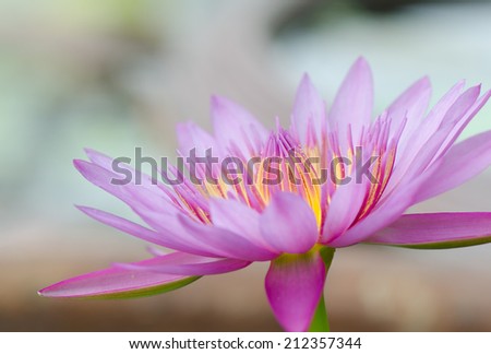 Light purple lotus with blurred background, macro
