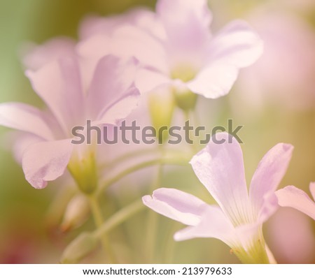 Soft background of very light purple  flower, macro.