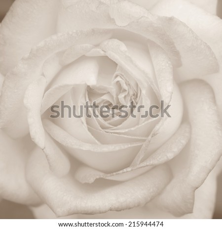 Close up of beautiful Peace Rose flower, sepia.