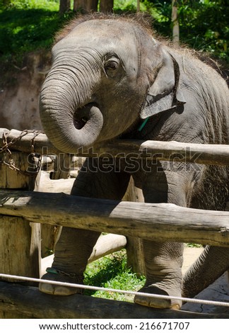 Young elephant puts her feet on wooden bar, close up.