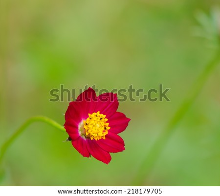 Cosmos flowers and buds,red Cosmos flowers blooming in the garden,Cosmos Bipinnata Hort