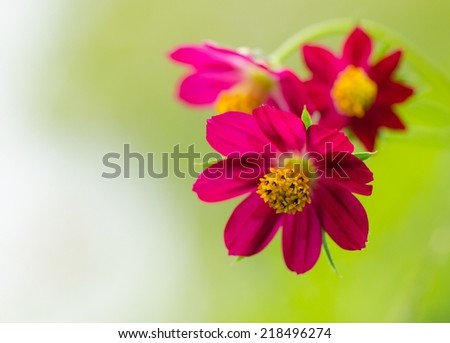 Cosmos flowers and buds, red Cosmos flowers blooming in the garden