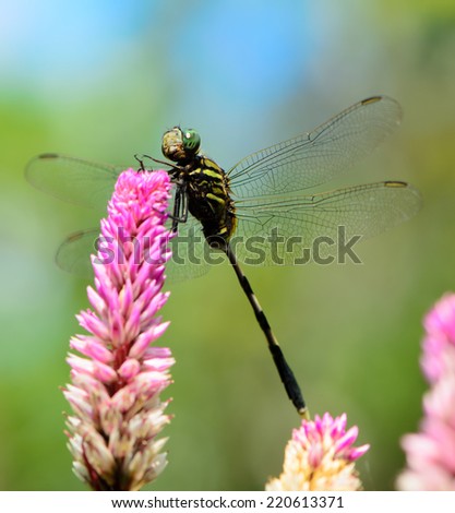 Green dragonfly resting on pink flower, macro.