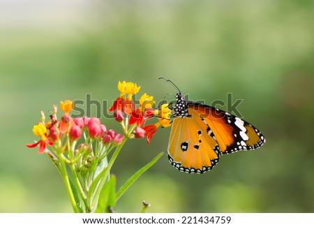 Plain tiger butterfly on red and yellow flowers, macro.