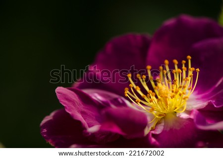 Close up of purple rose with dark background.