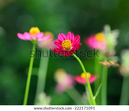 Cosmos flowers, red purple cosmos flower with colorful background.