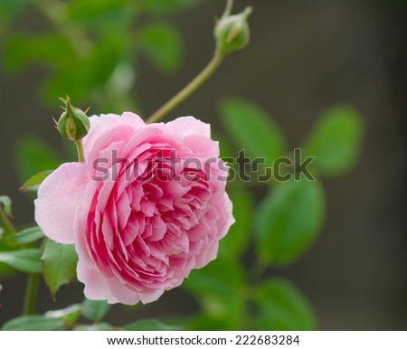 Beautiful pink rose, English rose, Huntington rose in the garden.