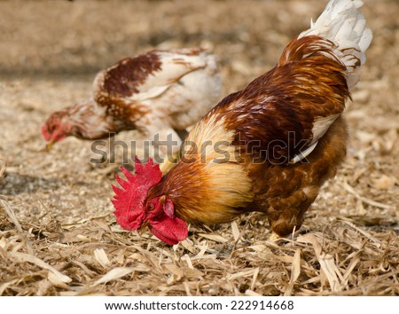 Hens eating rice seeds on the ground, rural scene.
