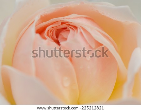 Sweet color, soft background of beautiful peach rose, Evelyn rose, English rose.