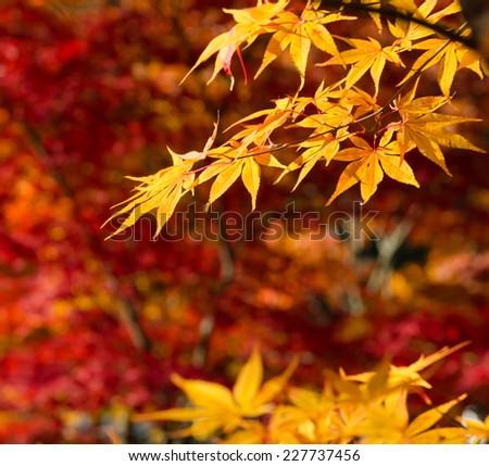 Yellow maple leaves in autumn with red maple background.