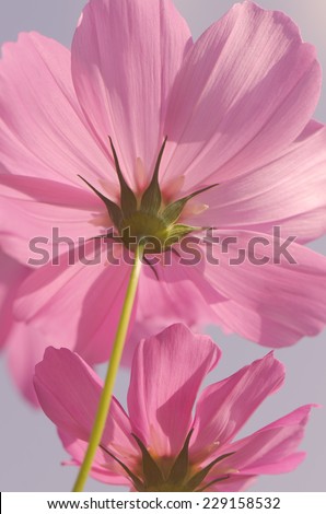 Close up of purple cosmos flower, color overlay, ant eye view.