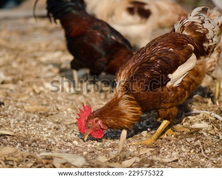 Hens eating rice on the ground, rural scene.