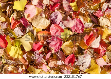 Autumn leaves fell down on the ground.