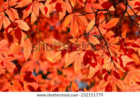 Layers of red leaves in autumn face the sun light.
