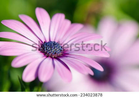 Close up of light purple daisy flower