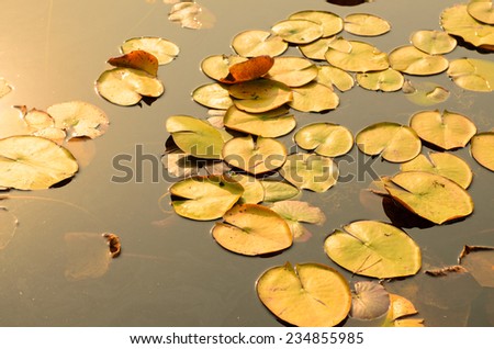 Lotus leaves in the pond on sunset light.