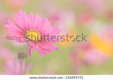 Close up of purple cosmos flower with paper texture for soft background.