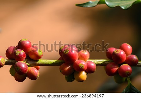 Coffee berries on tree in the farm, close up.