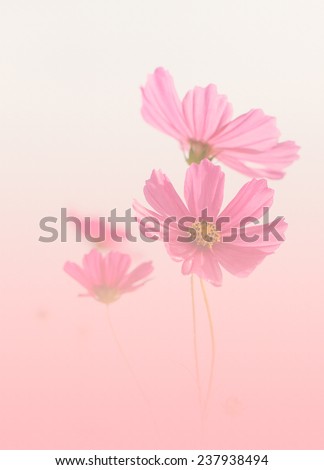 Pink cosmos flower, color overlay for the background