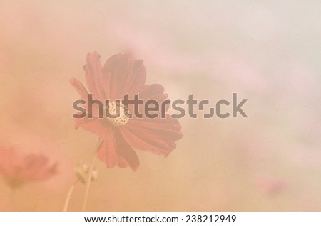 Soft background of cosmos flower with paper texture.