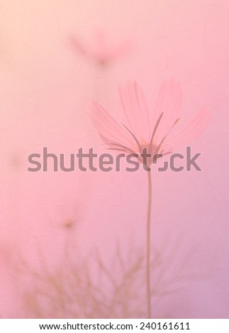 Sweet color cosmos flower in soft color and blur style with paper texture for background