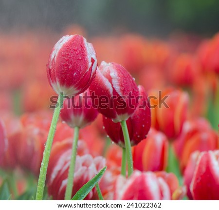 Colorful Tulip flowers in the garden with foggy sprayed drops.