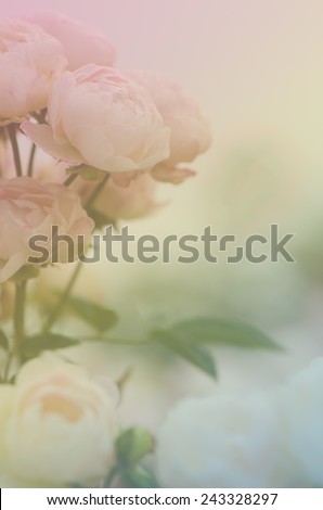 Sweet pink roses bouquet in pastel tone, soft style for background