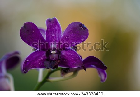 Close up of deep purple orchids, nature background.