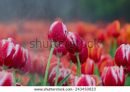 Colorful Tulip flowers foggy sprayed  in the morning.