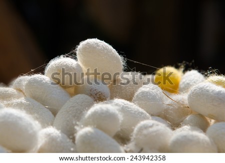 Close up of white silk worm cocoons.
