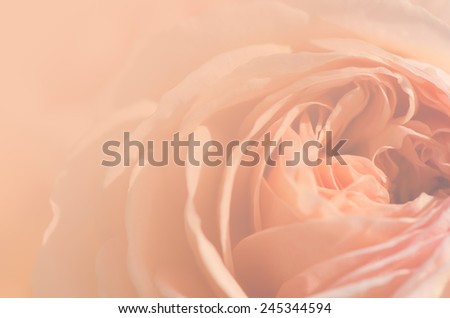 Sweet peach rose, Abraham Darby Rose, English Rose, macro.