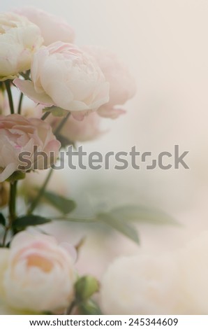 Sweet pink roses bouquet in pastel tone, soft style for background