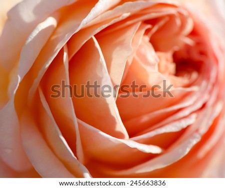 Sweet peach rose, Abraham Darby Rose, English Rose, macro.
