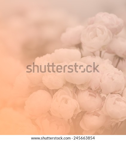 Sweet pink roses bouquet in pastel tone for soft background.