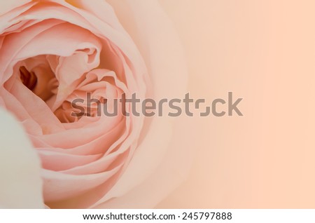 Sweet peach rose, Abraham Darby Rose, English Rose, close up, nature background.