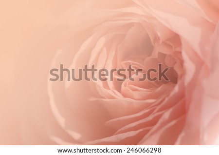 Sweet peach rose, Abraham Darby Rose, English Rose, blurred style for soft background.