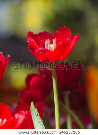 Red tulip flowers with foggy sprayed in the morning light, dark background.