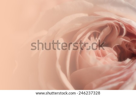 Sweet peach rose, Abraham Darby Rose, English Rose, blurred style for background.