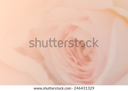 Sweet peach rose, Abraham Darby Rose, English Rose for soft background.