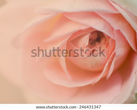 Sweet peach rose, Jubilee Celebration Rose, English Rose, blurred style for soft background.