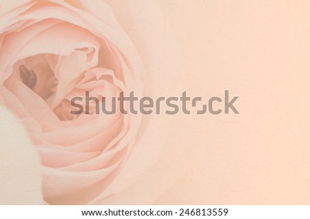 Sweet peach rose, Abraham Darby Rose, English Rose with paper texture for soft background.