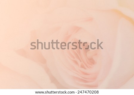 Sweet peach rose, Abraham Darby Rose, English Rose with paper texture  for soft background.