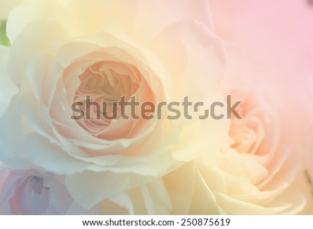 Wedge rose, English rose, close up for background