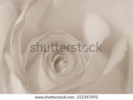 Soft style of moonstone rose for the background. Vintage style.