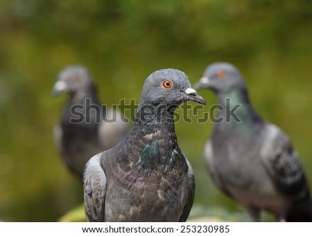 Pigeon standing on ground, green background, close up.