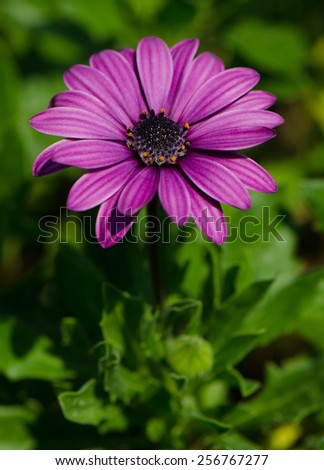 Beautiful purple chrysanthemum flower with green background.